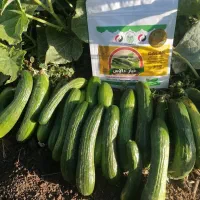 فروش بذر خیار اصلاح شده هیبرید|خدمات باغبانی و درختکاری|مریوان, |دیوار
