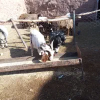 فروش‌بزوبزغاله‌