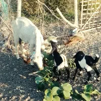 بز فروشی|حیوانات مزرعه|ایرانشهر, |دیوار