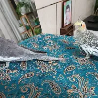 عروس هلندی تازه دون خور شده ۳ماهه|پرنده|شاهینشهر, گرگاب|دیوار