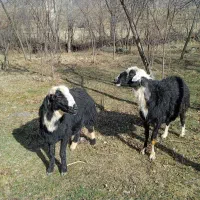 طوله سگ