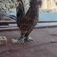 کمپلوی شمالی|حیوانات مزرعه|اهواز, کمپلو شمالی|دیوار