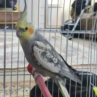 عروس هلندی سخنگو بامزه