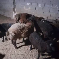 گوسفند|حیوانات مزرعه|مشهد, اروند|دیوار