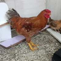 خروس محلی لاری