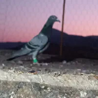 فروش کفتر رنگی و پلاکی