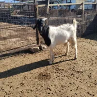 دو راس بزغاله نر و ماده سالم|حیوانات مزرعه|مزرعه کتول, |دیوار