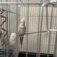 جوجه عروس هلندی آلبینو ابلغ|پرنده|تهران, هفت چنار|دیوار