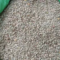 فروش ویژه حبوبات درجه یک عطاری ممتاز|آرایشی، بهداشتی، درمانی|زنجان, |دیوار