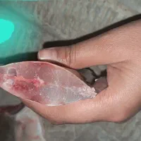 حراج حراج ماهی دریا|ماهی|دوگنبدان, |دیوار