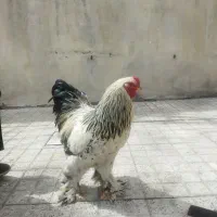 خروس برهما لایت رومانی