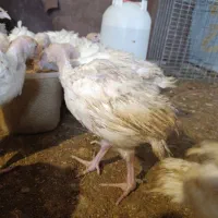 بوقلمون یک ماهه|حیوانات مزرعه|بیرجند, |دیوار