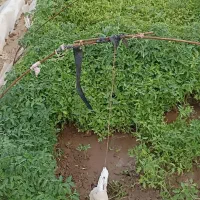 نشا گوجه‌فرنگی
