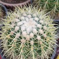 کاکتوس اچینو تیغ زرد سطل ۳|گل و گیاه طبیعی|باسمنج, |دیوار