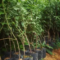 بادام گلدانی باردار دیر گل مقاوم به سرما|خدمات باغبانی و درختکاری|سراب, |دیوار