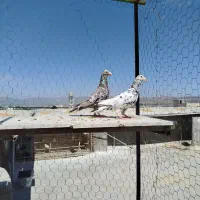 ‌سار‌سرور