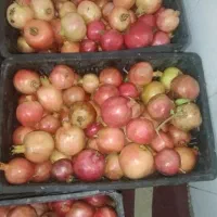 فروش انار شیرین دو مزه|خوردنی و آشامیدنی|سیدان, |دیوار