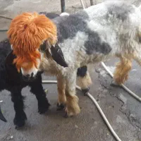 دوتا بره ماده صحیح و سالم فروشی