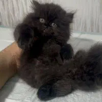 مجموعه پت های خانگی / گربه/ جیگیلی تمیز