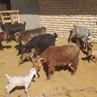 15راس بز زایده|حیوانات مزرعه|کرمانشاه, |دیوار