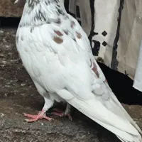 کبوتر نر پرشی عالی خال قرمز|پرنده|سرخرود, |دیوار