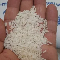 فروش برنج هاشمی درجه یک(اعلاء) مستقیم از شالیکار