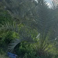 علف یونجه نرماشیر