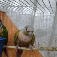 گرینچک|پرنده|مشهد, علی آباد|دیوار