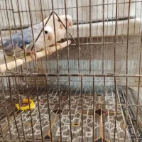 یک جفت طوطی برزیلی با جوجه|پرنده|محمدشهر, کوی بهار|دیوار