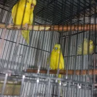 مرغ عشق انگلیسی جفت آماده گرید بالا|پرنده|آمل, |دیوار