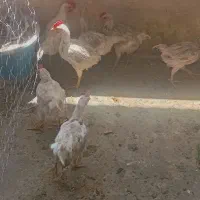 ده عدد جوجه رنگی سرحال بزرگ