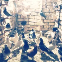 ۳۰تاکفترقلدوربیابپرون کفترچاشنی بازی دانه۴۰۰|پرنده|مشهد, میان ولایت|دیوار