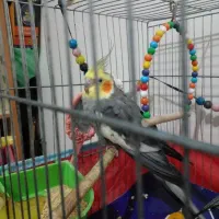 پرنده|پرنده|ساری, |دیوار