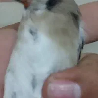 پرنده سهره چونه سفید جفتی،جوجه قفس یاسمین|پرنده|ری, دولتآباد|دیوار