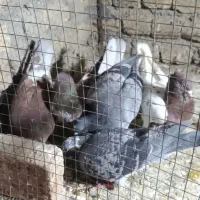 کفتر|پرنده|مشهد, امیرآباد|دیوار