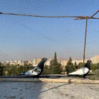 کبوتر هوایی|پرنده|شیراز, میانرود|دیوار