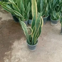 فروش ویژه 150گلدان سانسوریا شمشیری ابلق