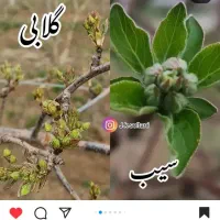 هرس کار درختان میوه