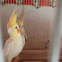 عروس هلندی مولد