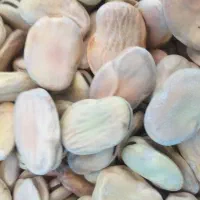 باقالی درجه یک و دانه درشت