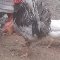 تخم مرغ گلین