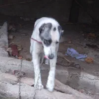 سگ نگهبان