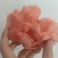 آموزش پرورش قارچ در منزل