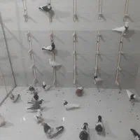 کفتر