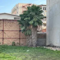 فروش درخت پالم در قائمشهر