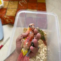 جوجه سرلاکی گرینچیک