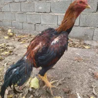 لاری|حیوانات مزرعه|کرج, کمال‌شهر|دیوار