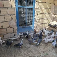 کفتر کبوتر پرشی