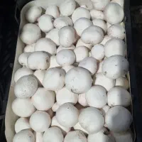 قارچ خوراکی