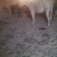 مادیان قاطر آبستن ۷ساله|اسب و تجهیزات اسبسواری|ملکشاهی, |دیوار